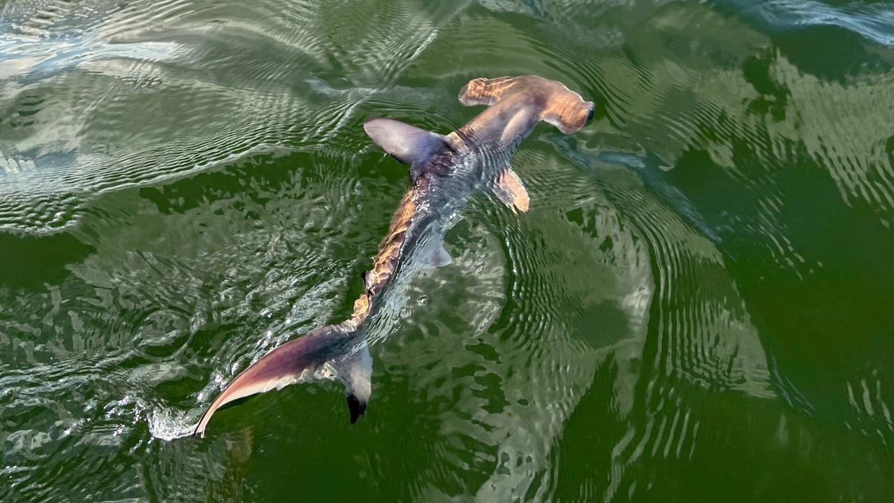 Hammerhead Shark Nursery