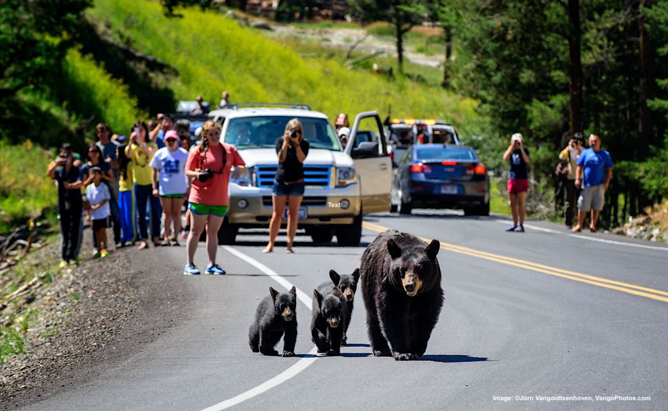 Wildlife Corridors.