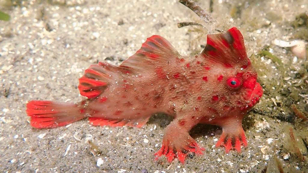 Red Headfish