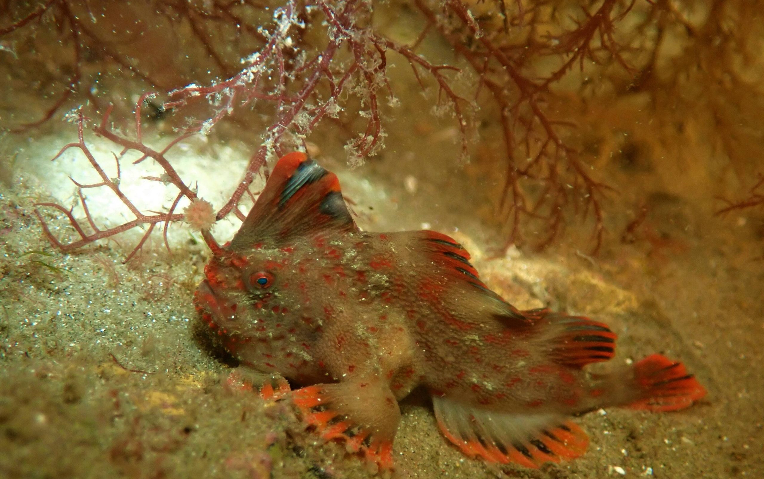 Red handfish