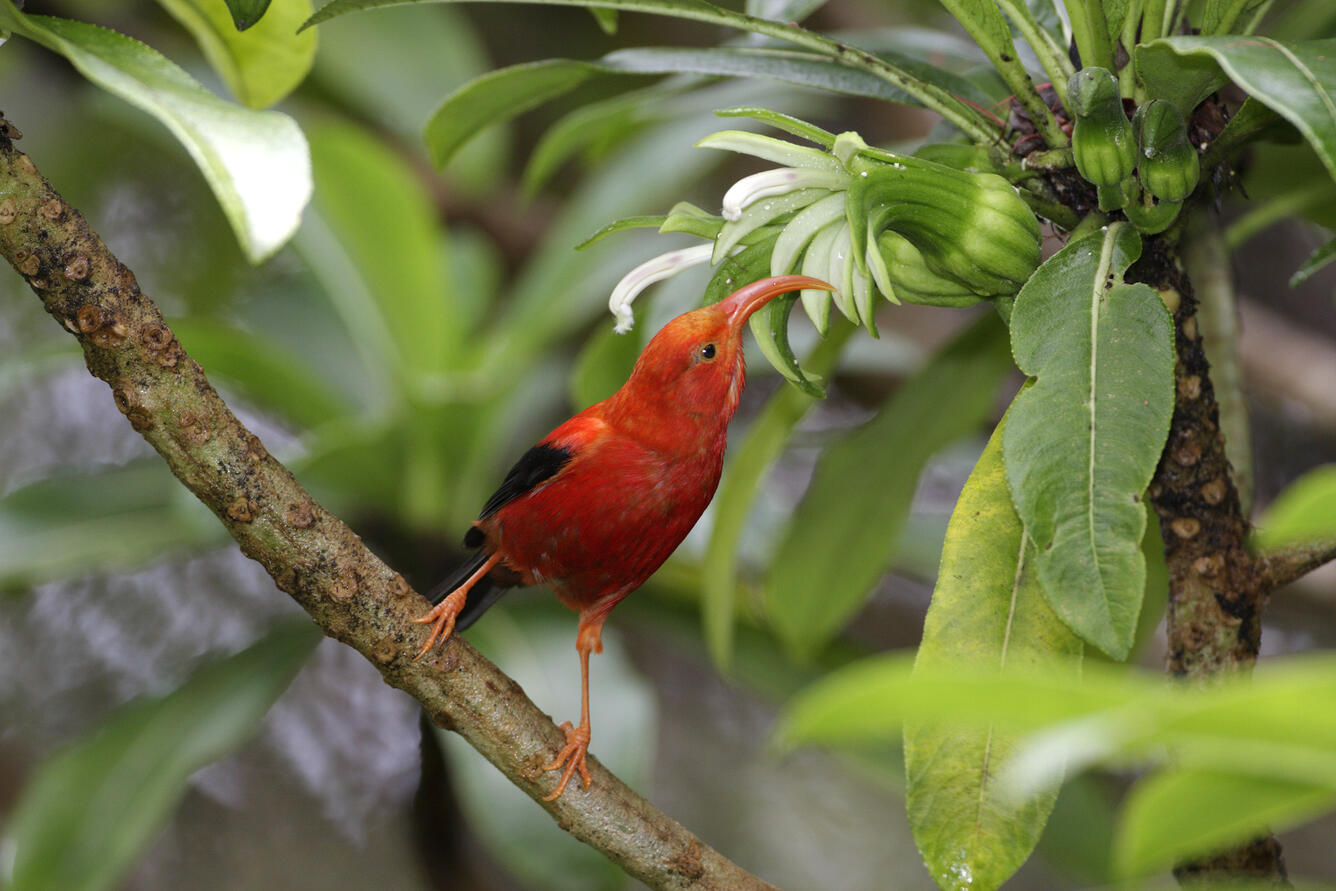 Honeycreepers