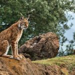 Iberian Lynx