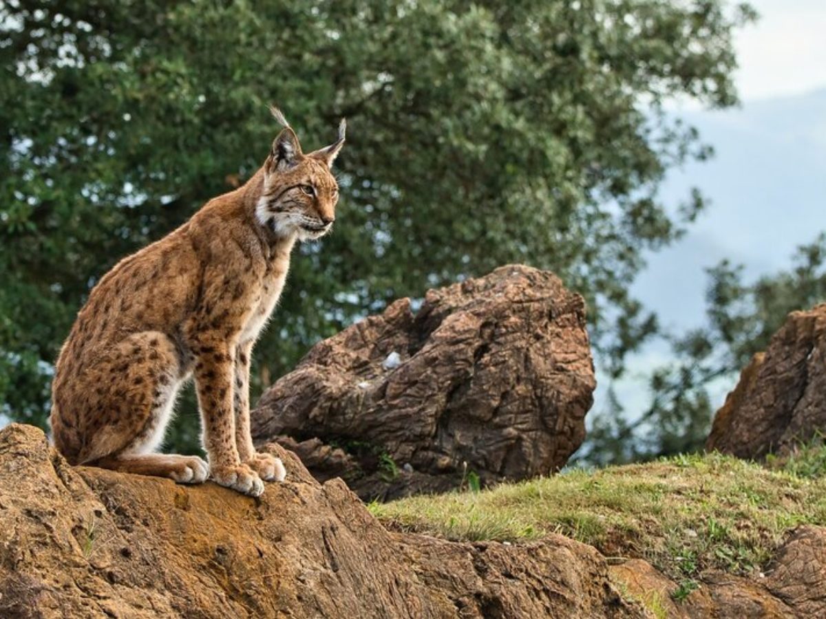 Iberian Lynx