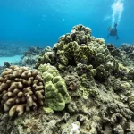 coral Disease