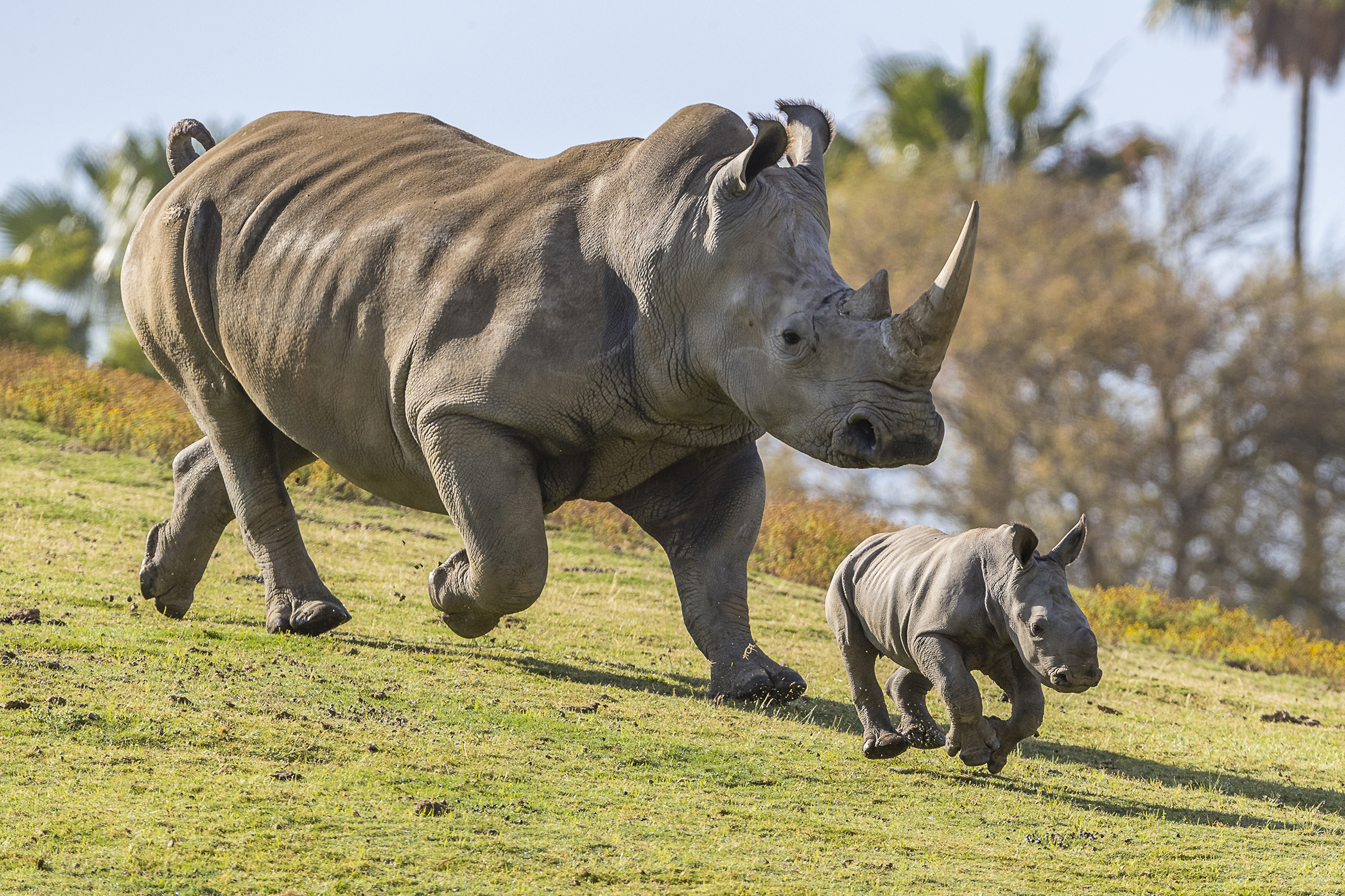 Rhino Conservation