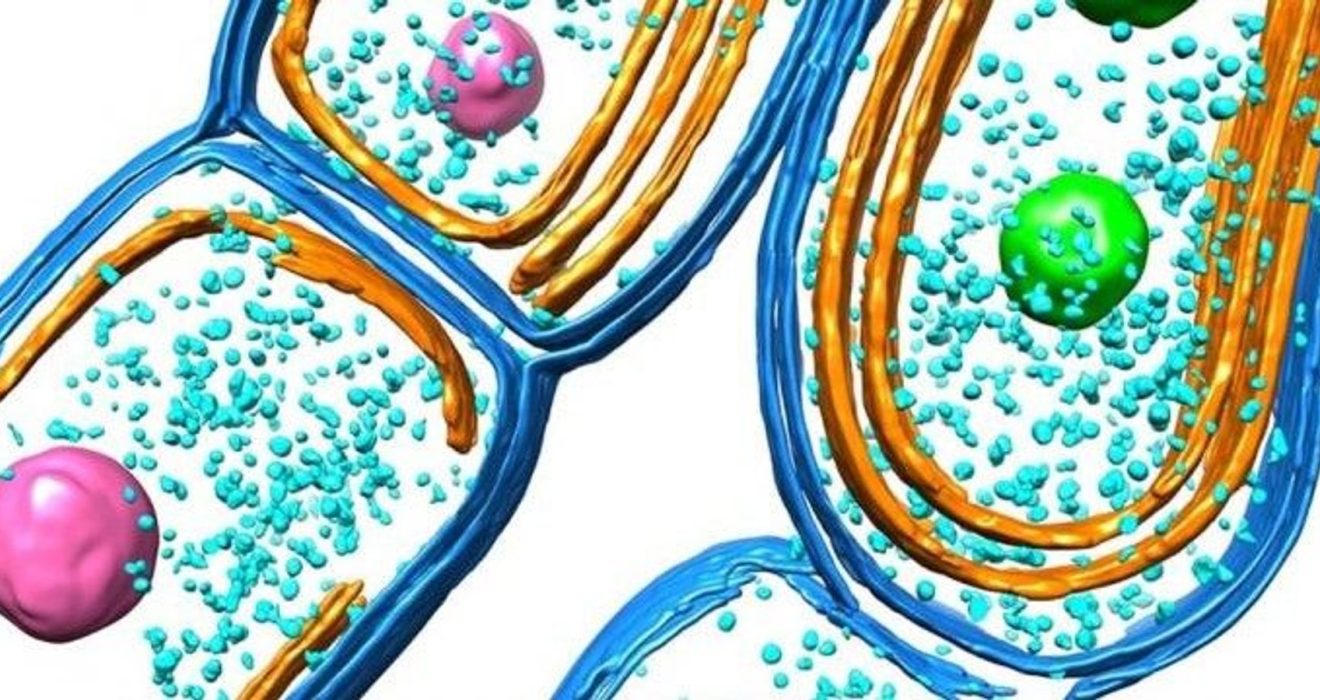 Bacterial Photosynthesis