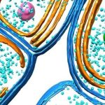 Bacterial Photosynthesis