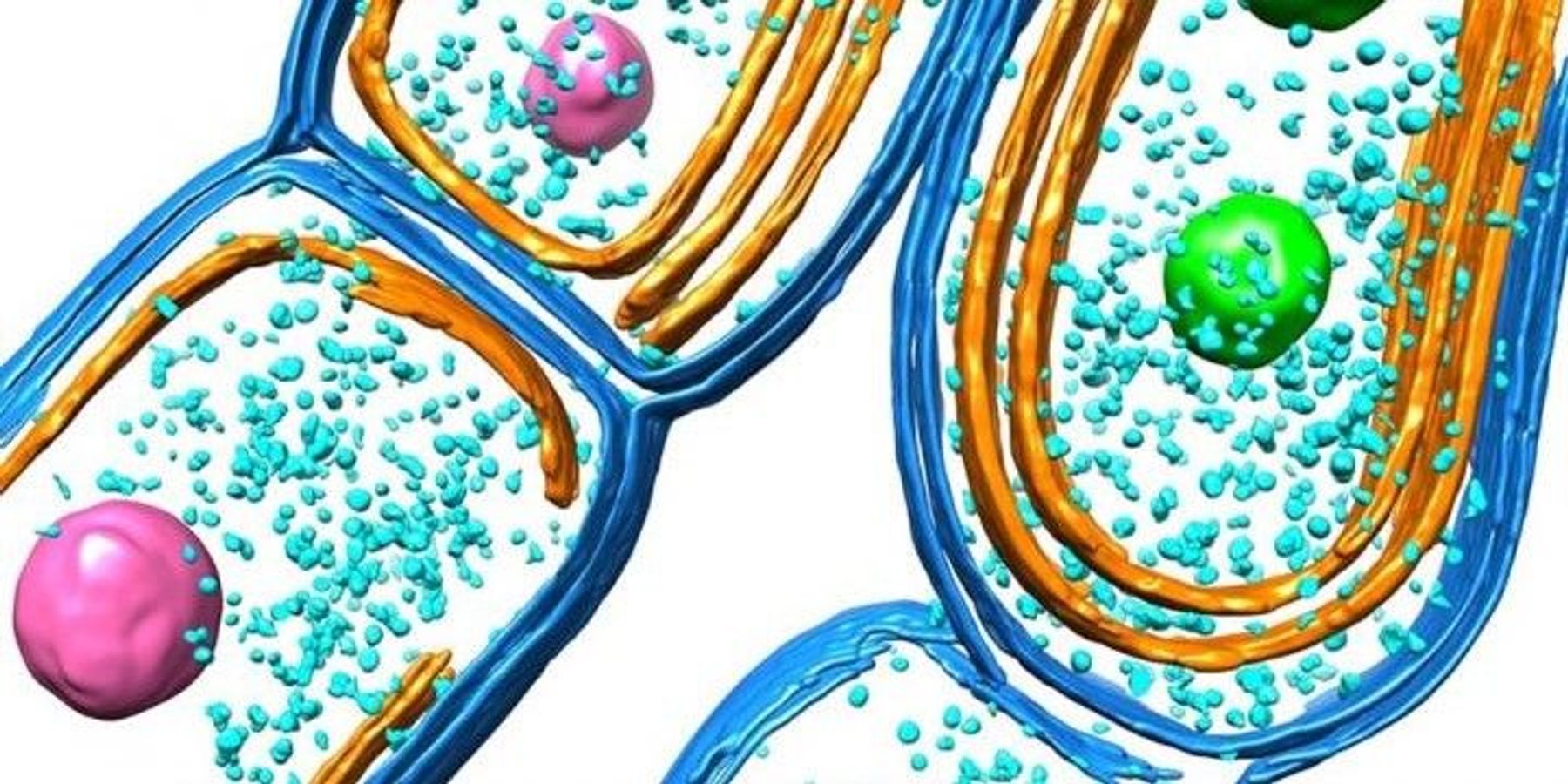 Bacterial Photosynthesis