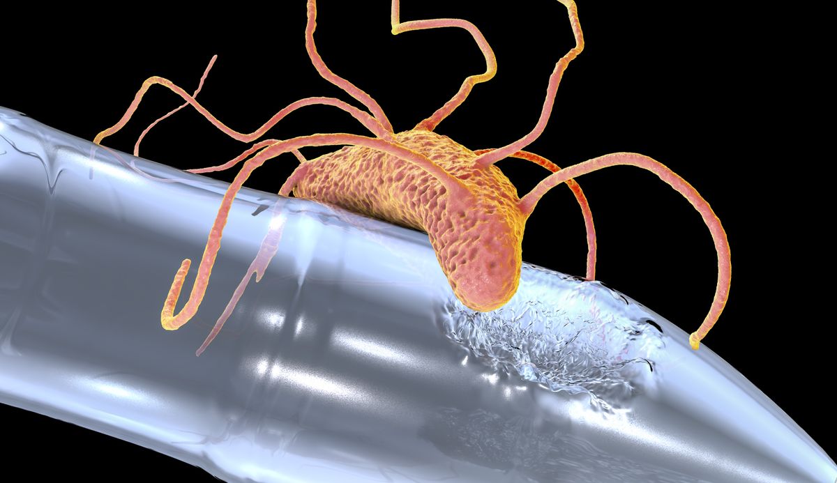 Wastewater Bacteria