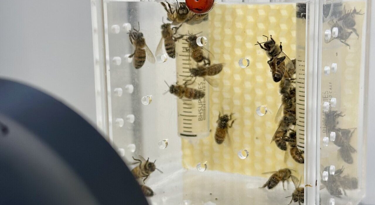 Artificial Light Disrupts HoneyBee Sleep