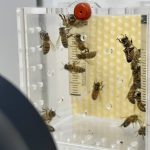 Artificial Light Disrupts HoneyBee Sleep