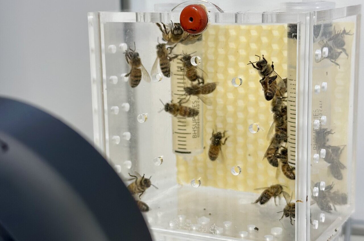 Artificial Light Disrupts HoneyBee Sleep