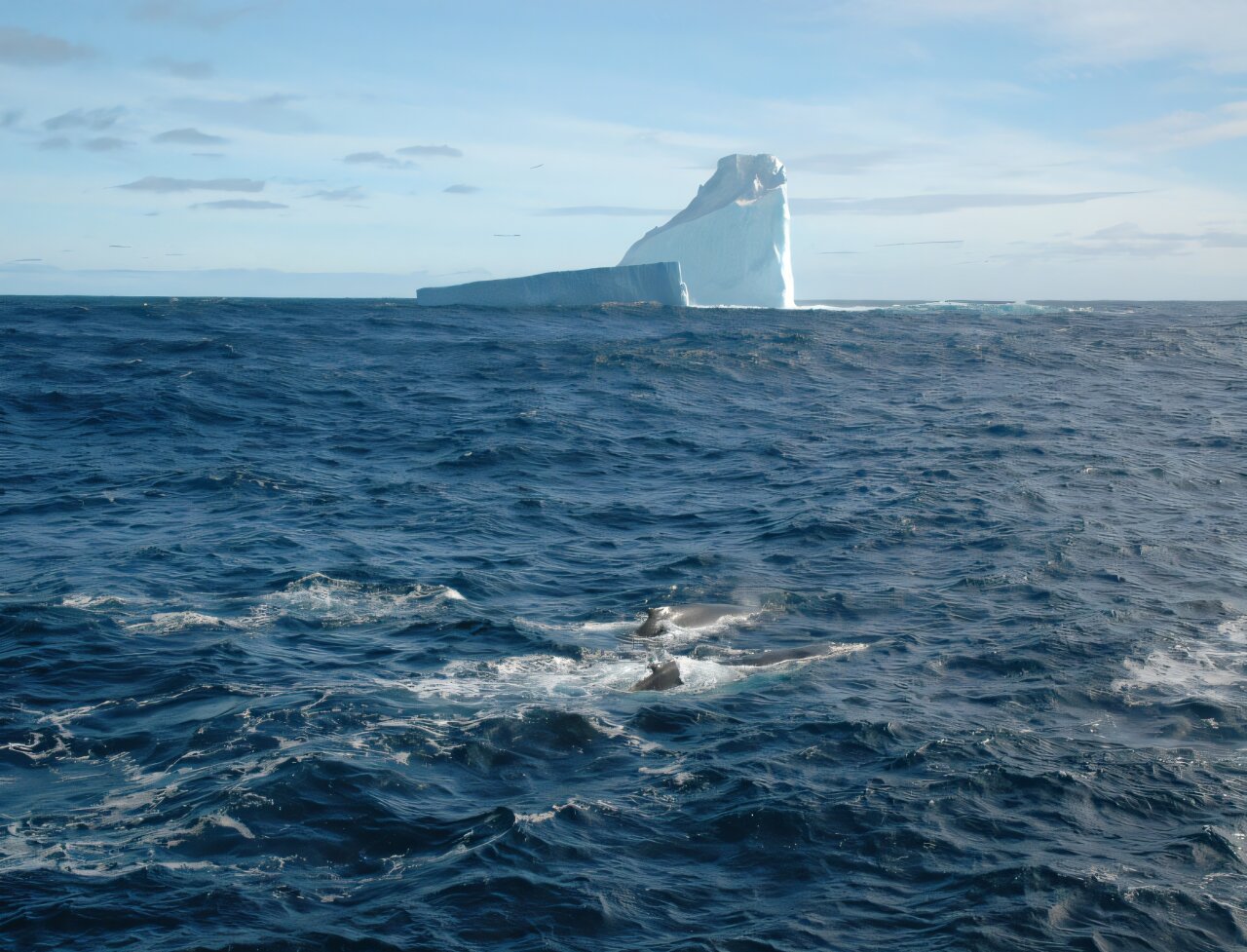 deep-sea ecosystems