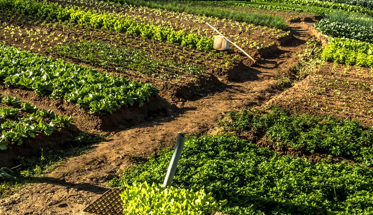 Diversified Cropping Systems