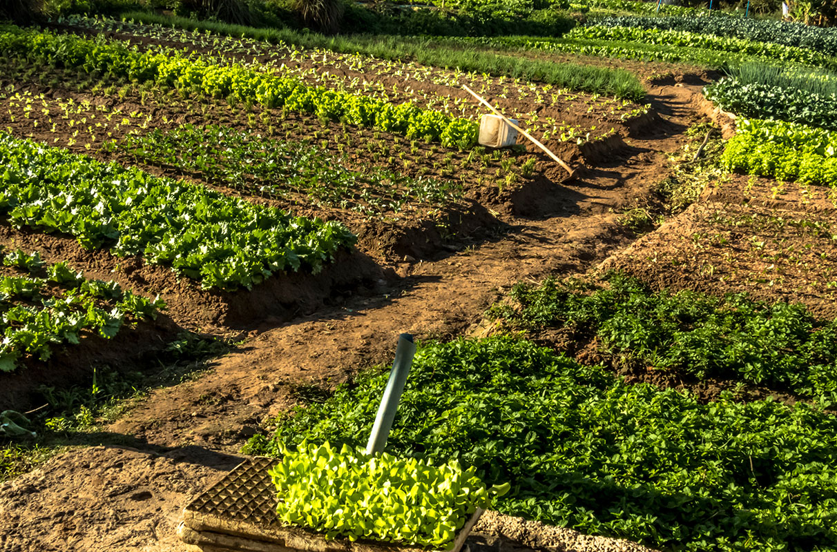 Diversified Cropping Systems