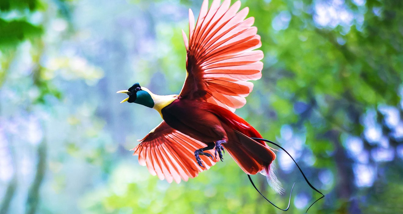 birds-of-paradise