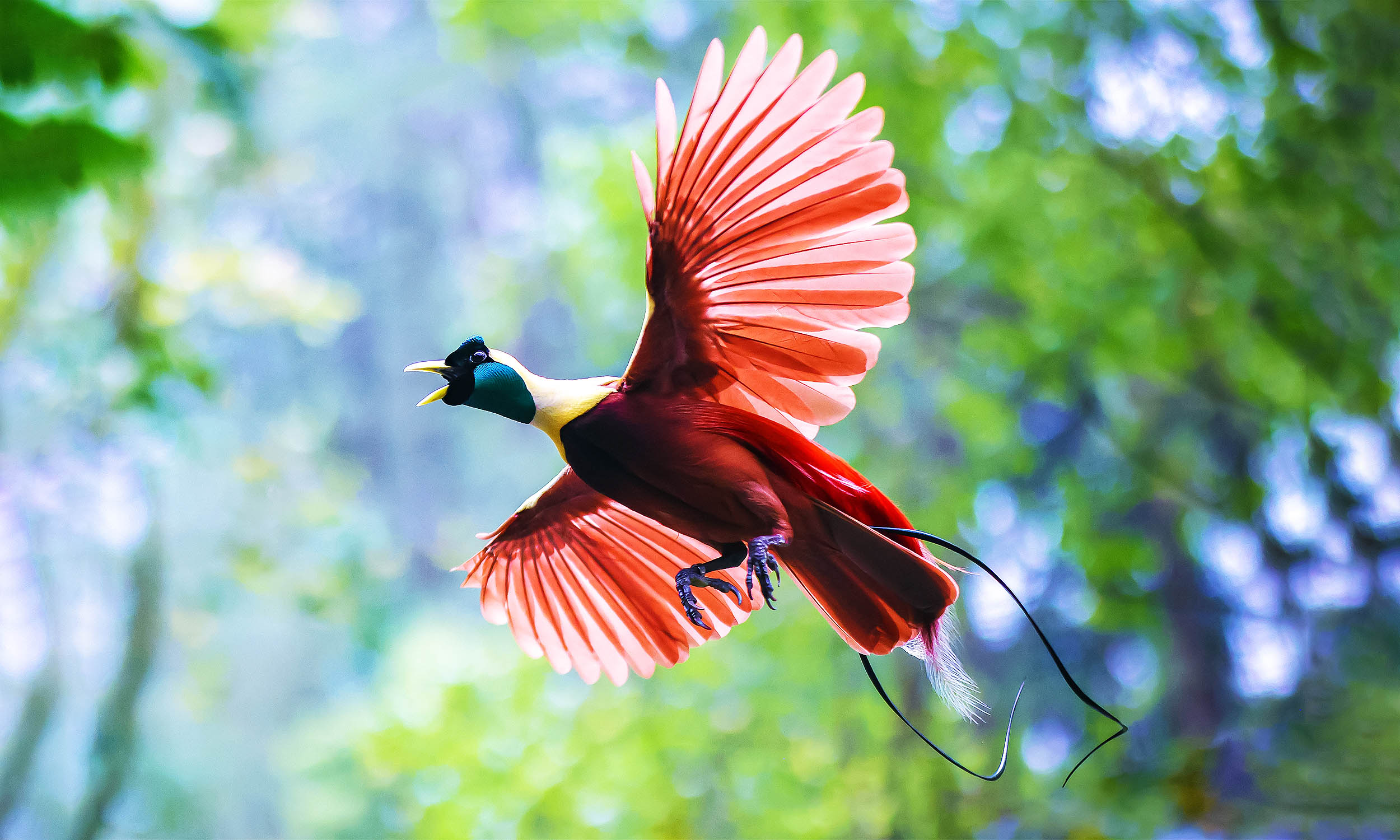 birds-of-paradise