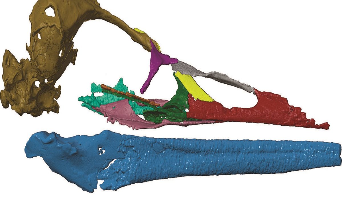 Antarctica Fossil