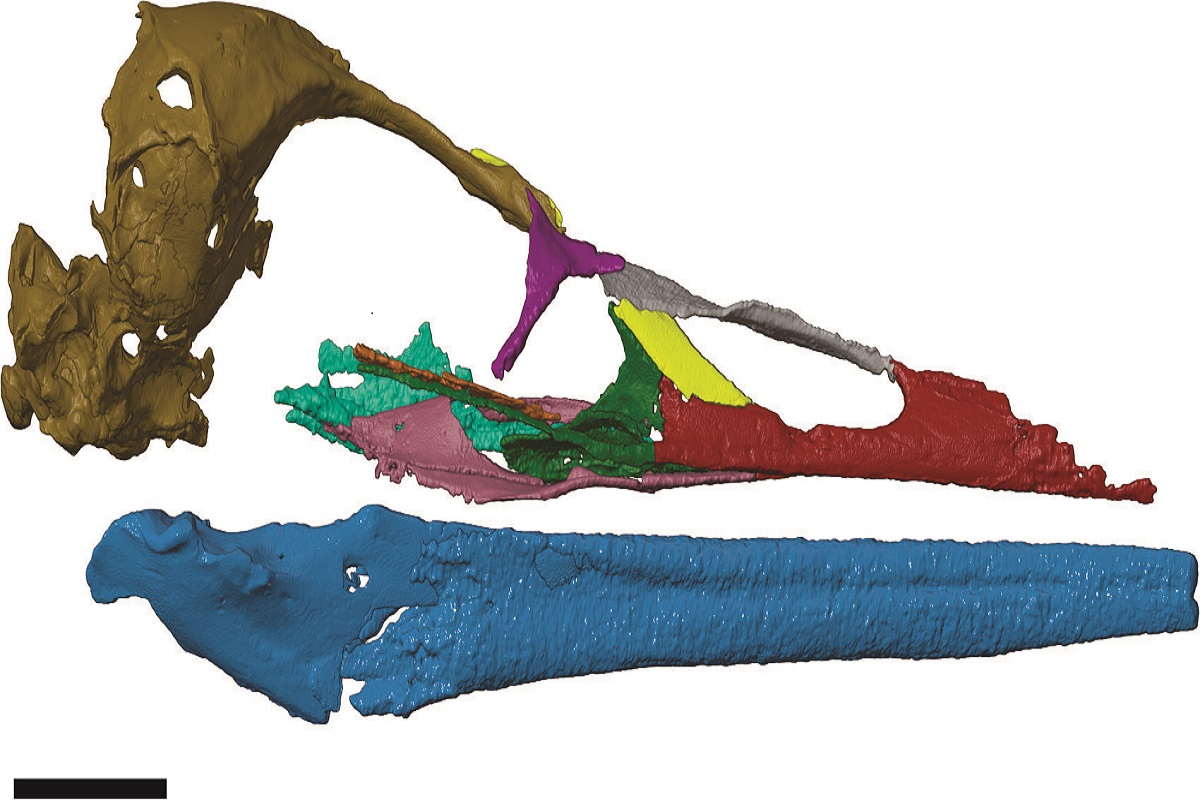 Antarctica Fossil